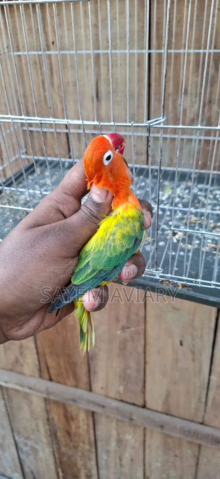 Love Bird Bird