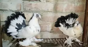 Aparajita Lakha Baby
