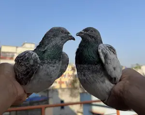 Blue Eyes Pangi Pigeon