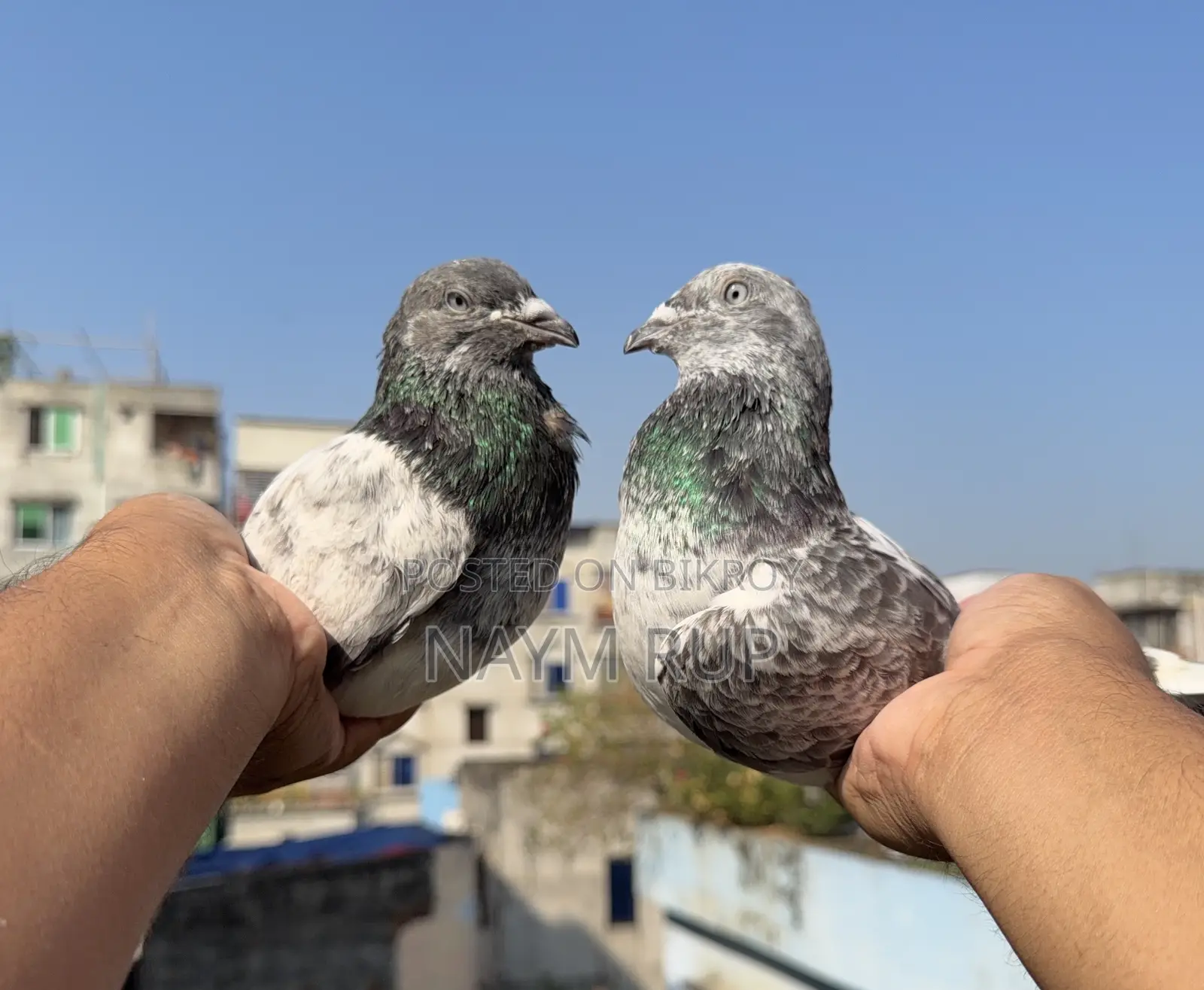 Blue Eyes Pangi Pigeon