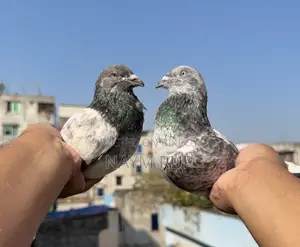 Blue Eyes Pangi Pigeon