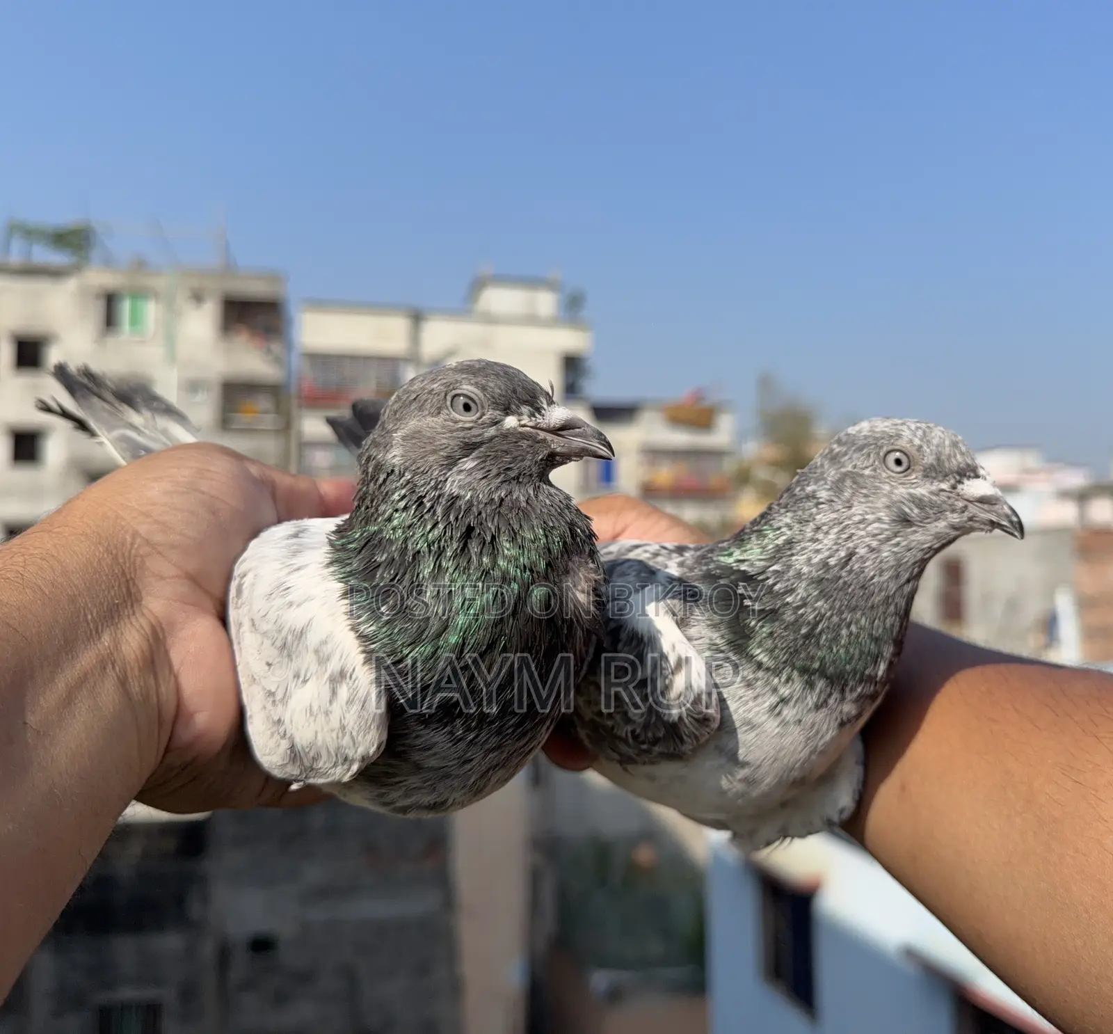 Blue Eyes Pangi Pigeon