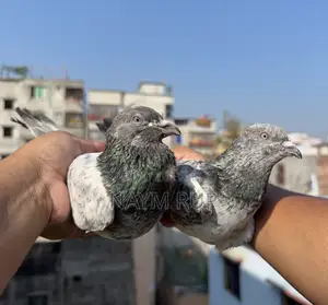 Blue Eyes Pangi Pigeon