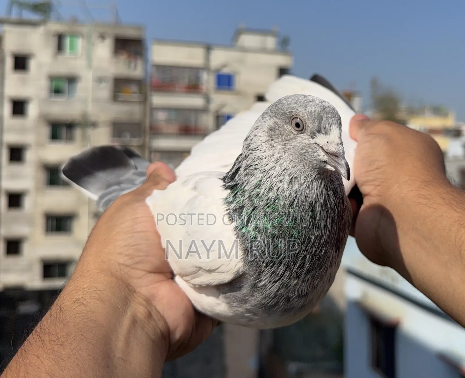 Silver Male