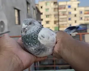Silver Male