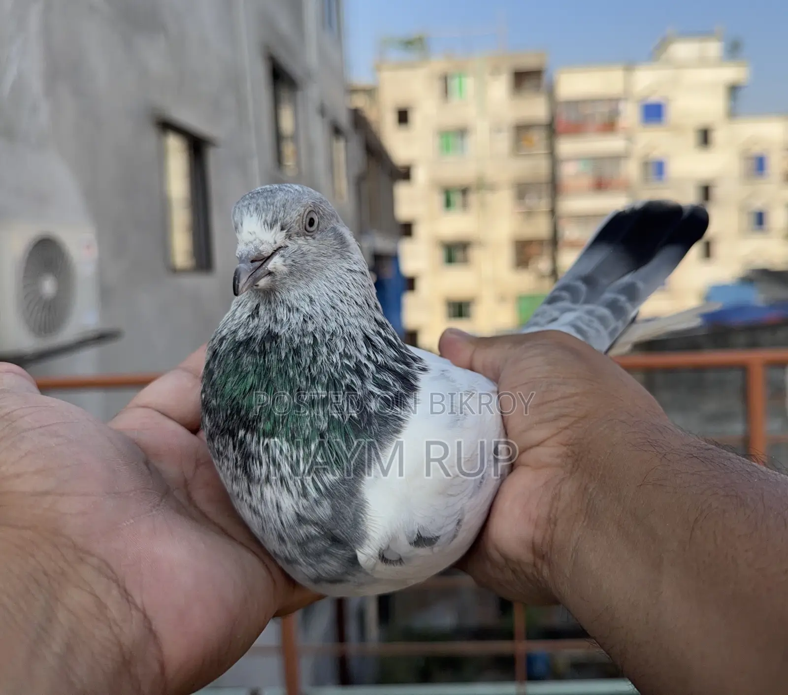 Silver Male