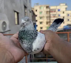 Silver Nor Pigeon