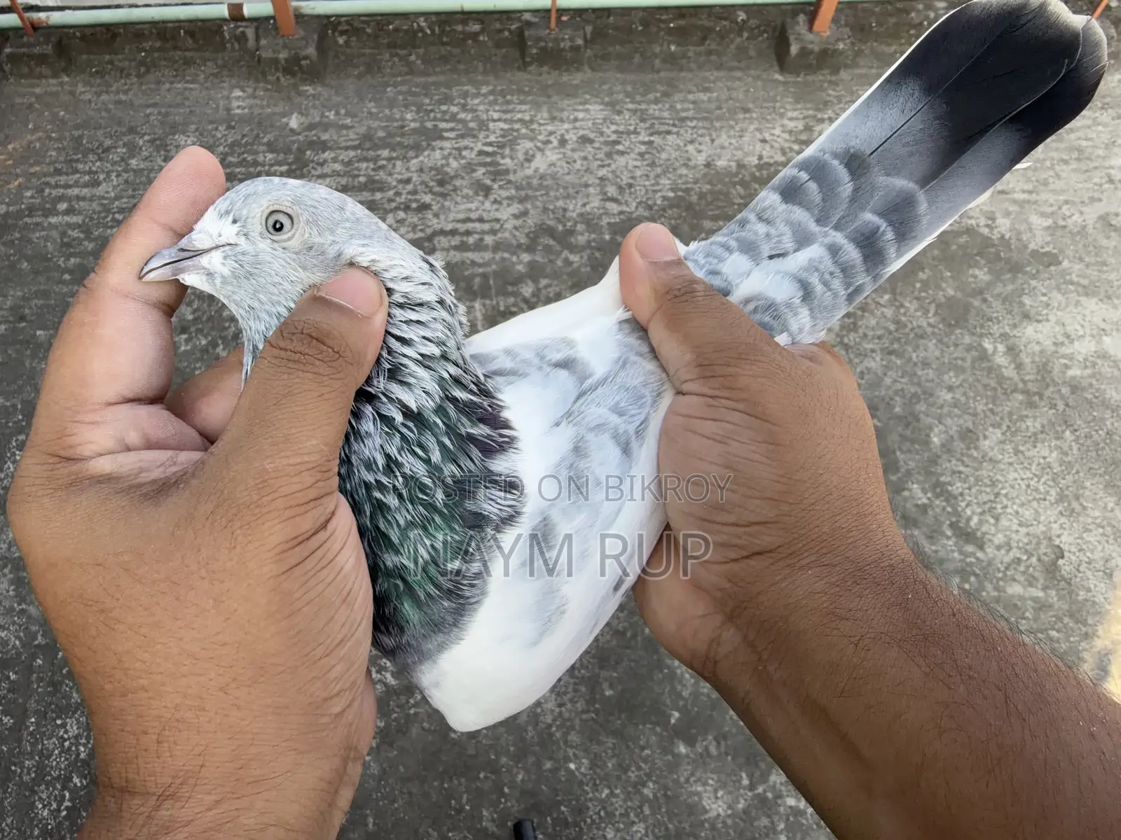 Silver Male