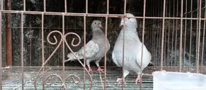 Several pairs of pigeons