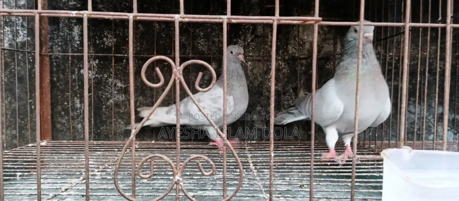 Several pairs of pigeons