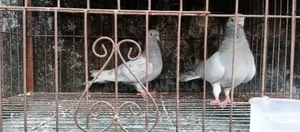 Several pairs of pigeons