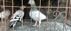 Several pairs of pigeons