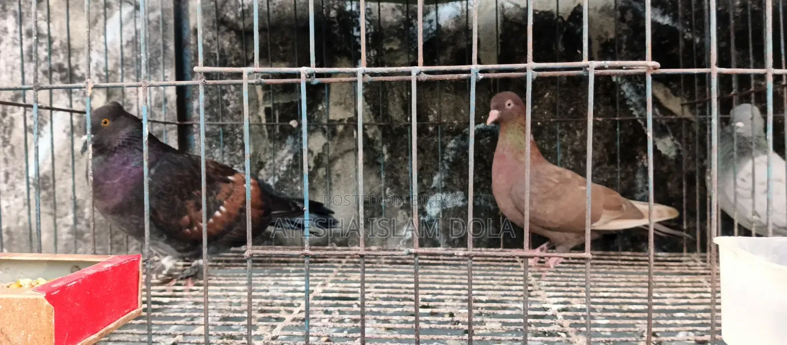 Several pairs of pigeons