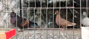 Several pairs of pigeons