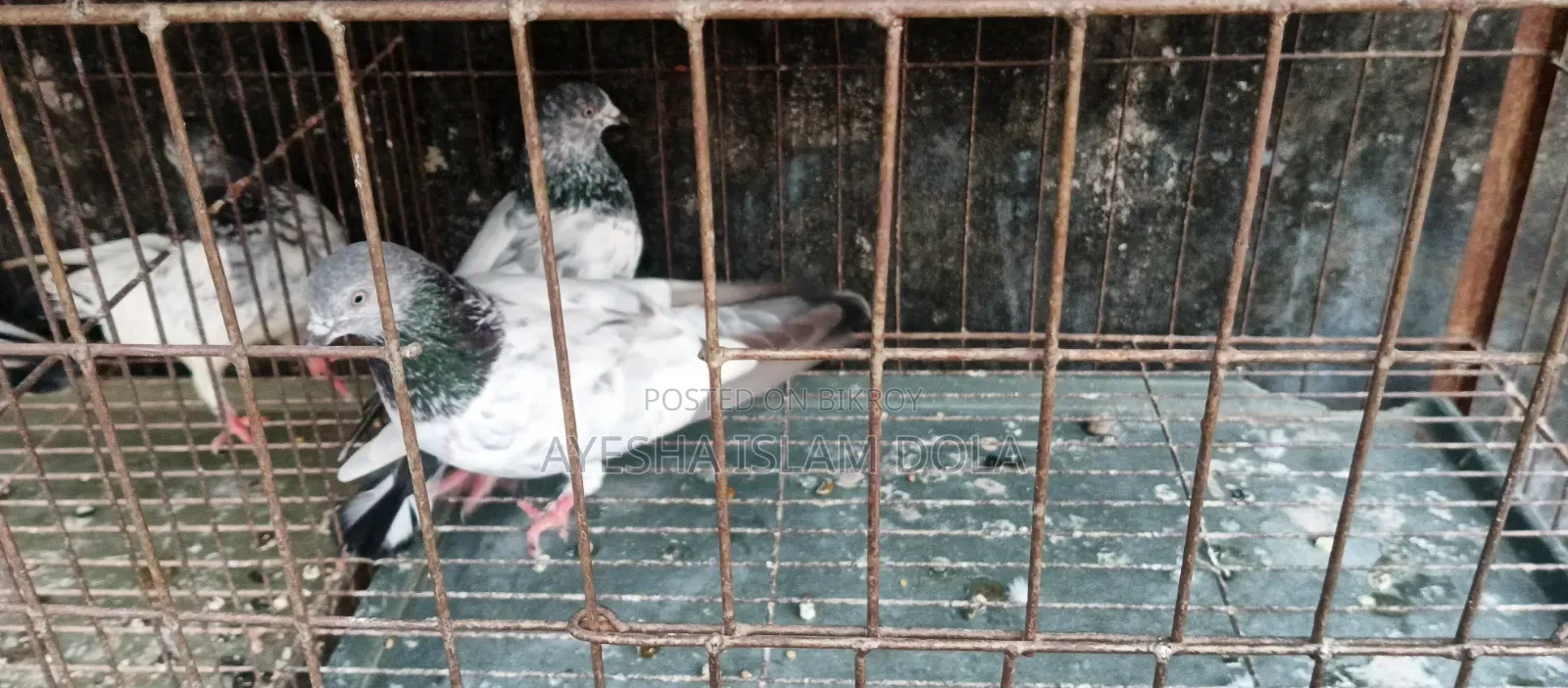 Several pairs of pigeons