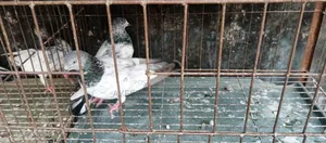 Several pairs of pigeons