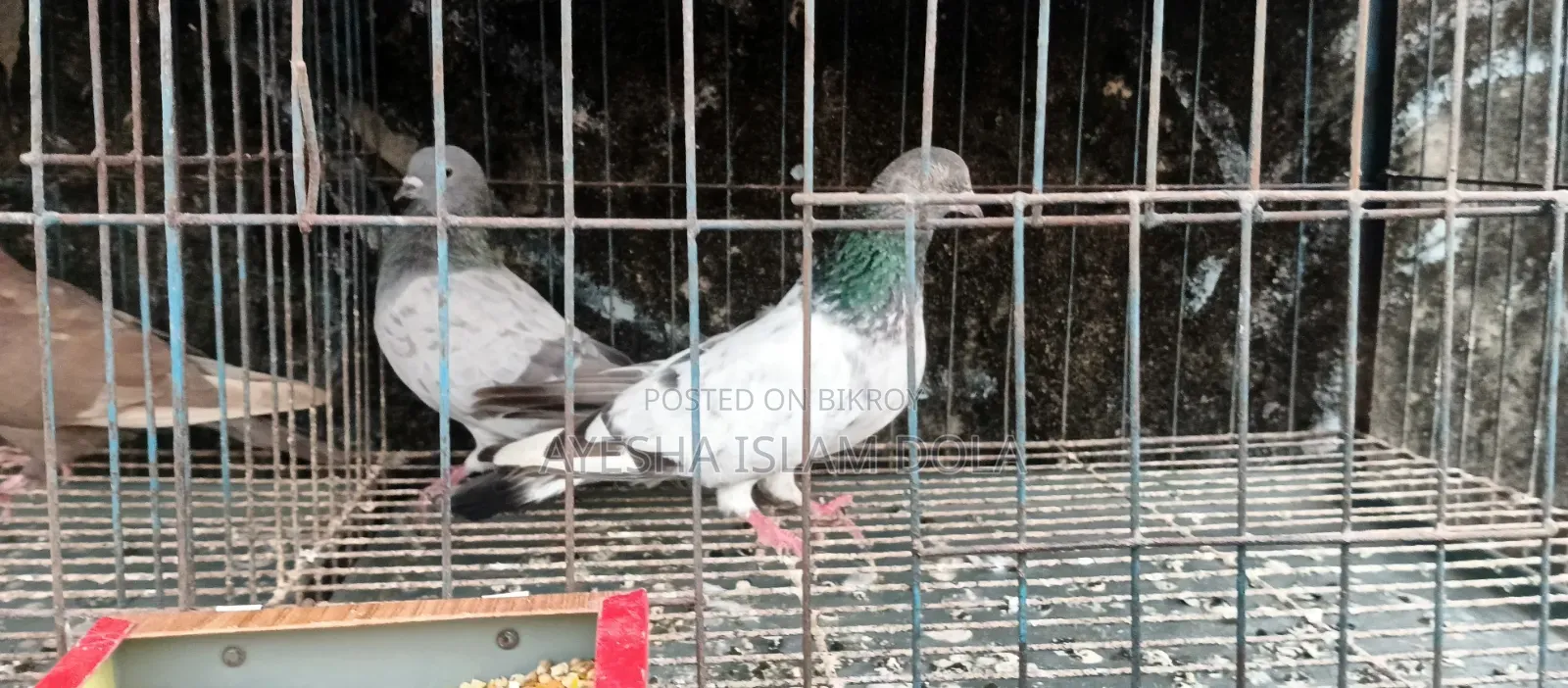 Several pairs of pigeons