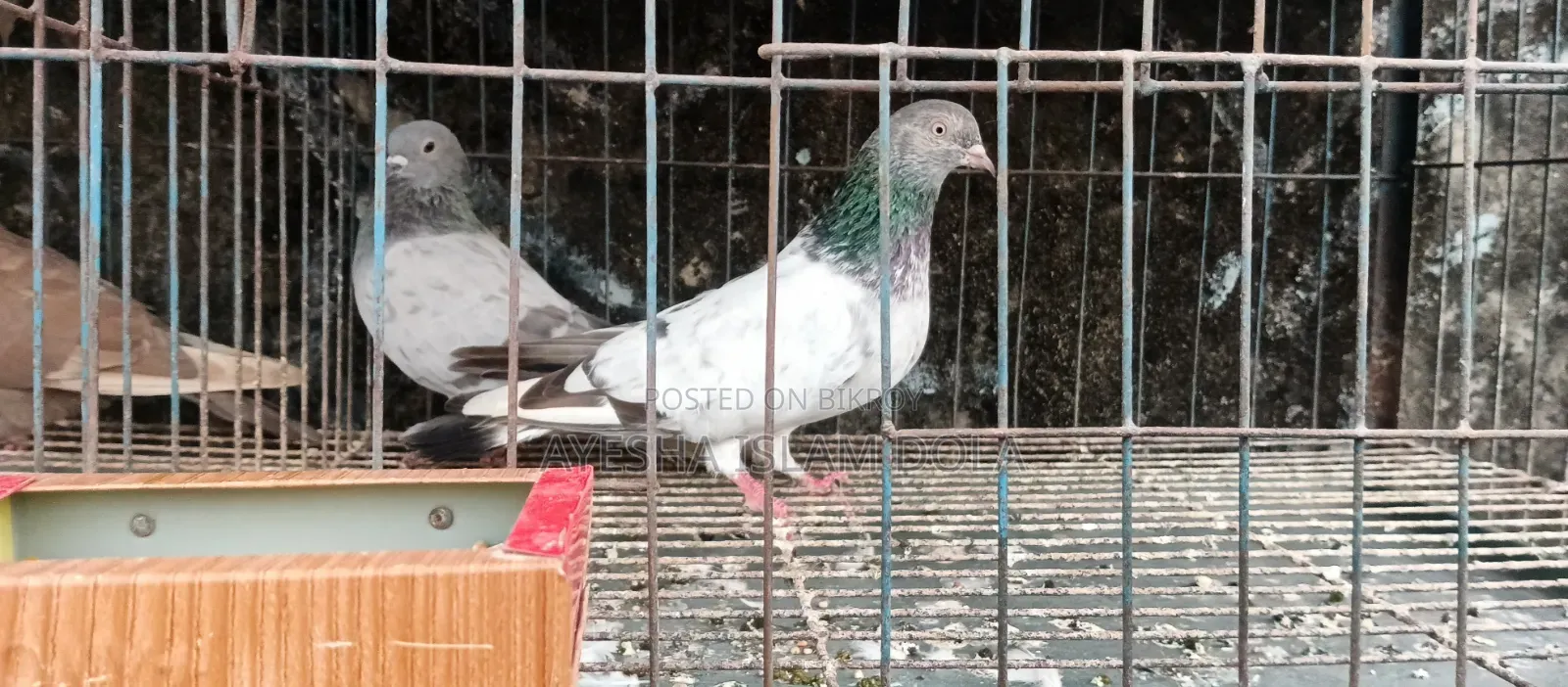 Several pairs of pigeons