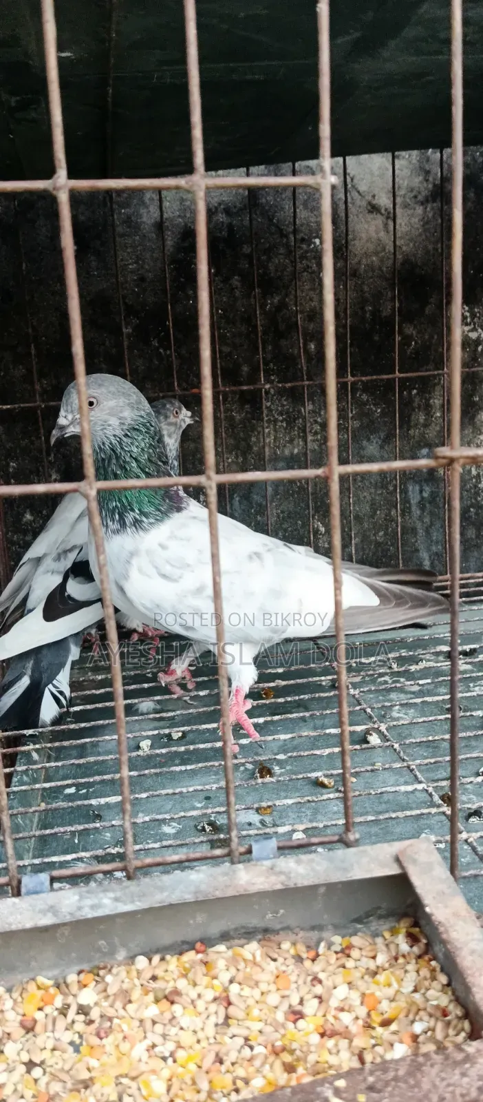 Several pairs of pigeons