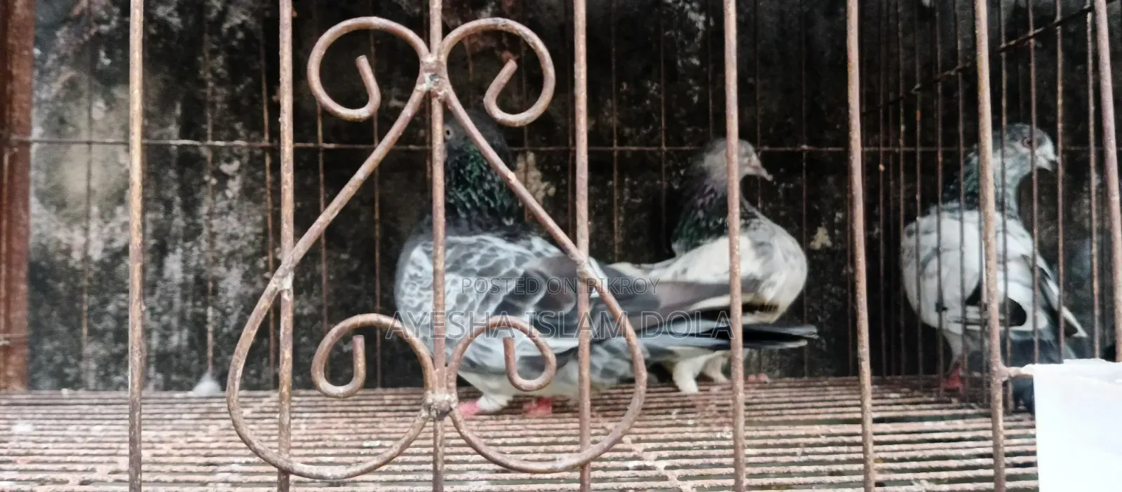 Several pairs of pigeons