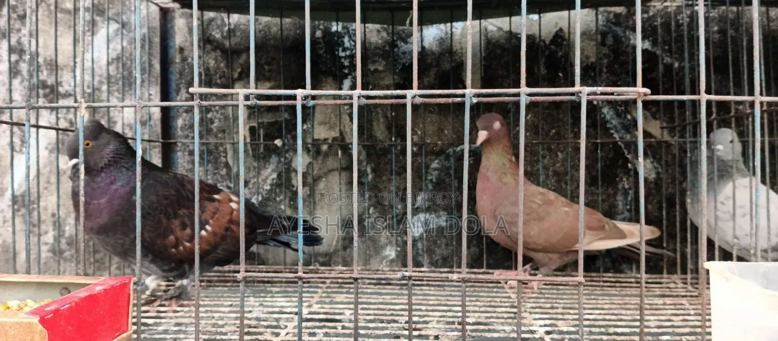 Several pairs of pigeons