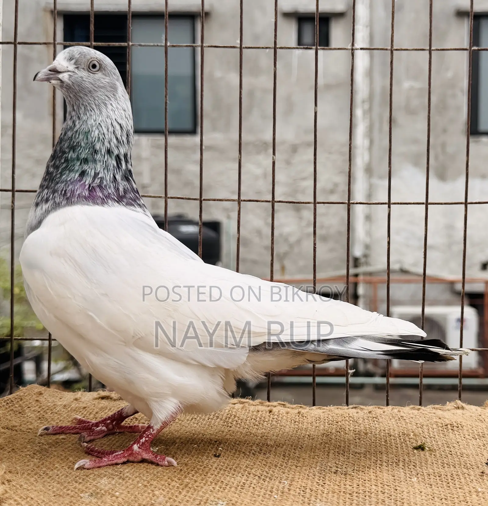Silver Male