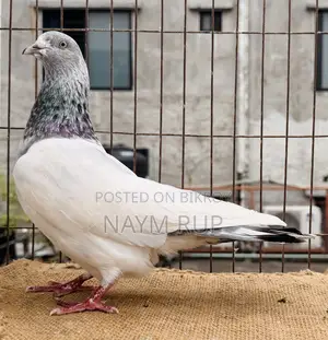 Silver Male