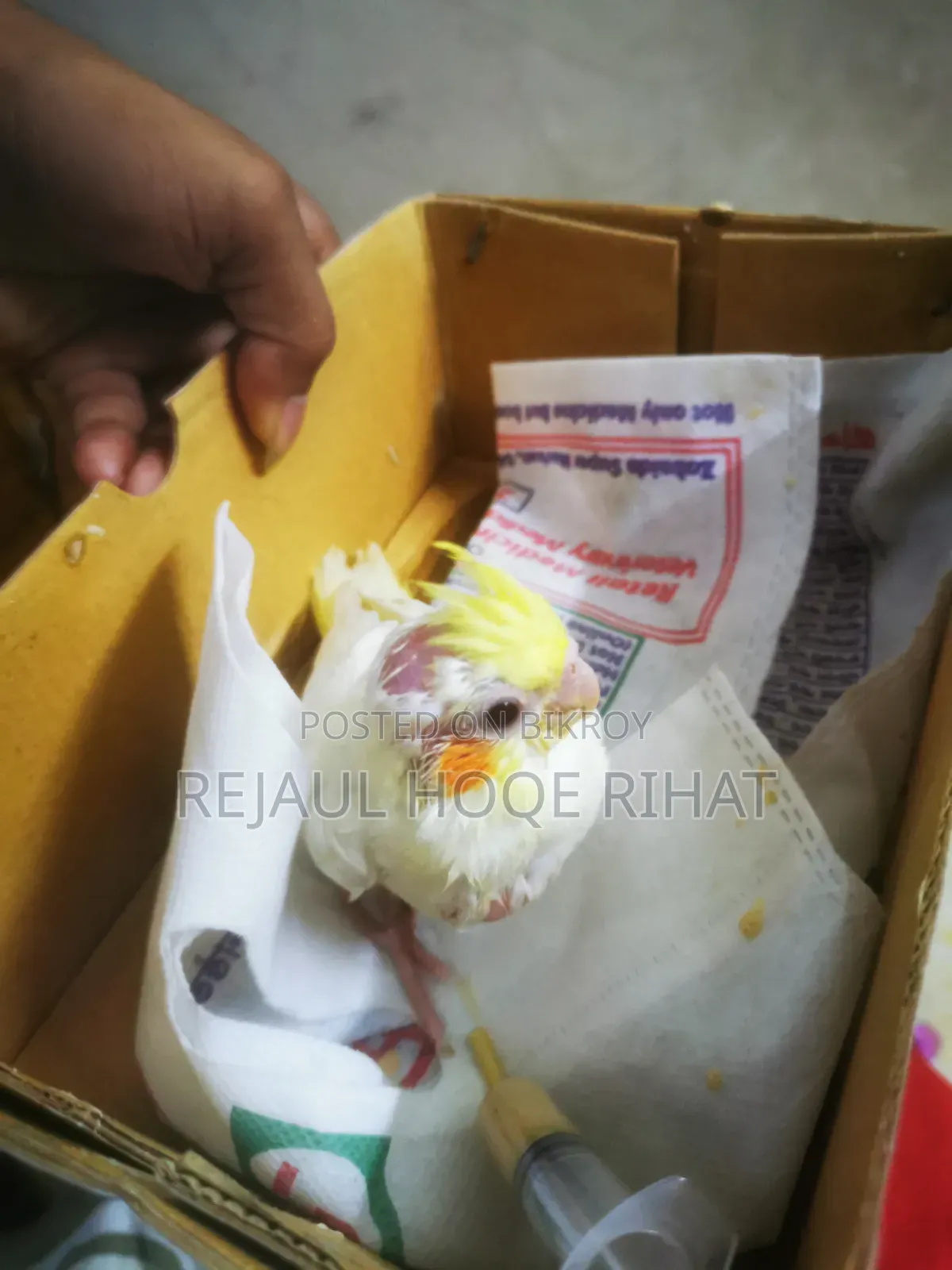 ককাটেল বেবি টেম সাইজ