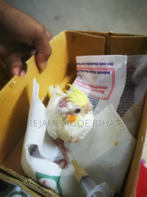 ককাটেল বেবি টেম সাইজ