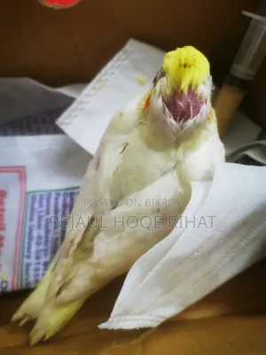 ককাটেল বেবি টেম সাইজ