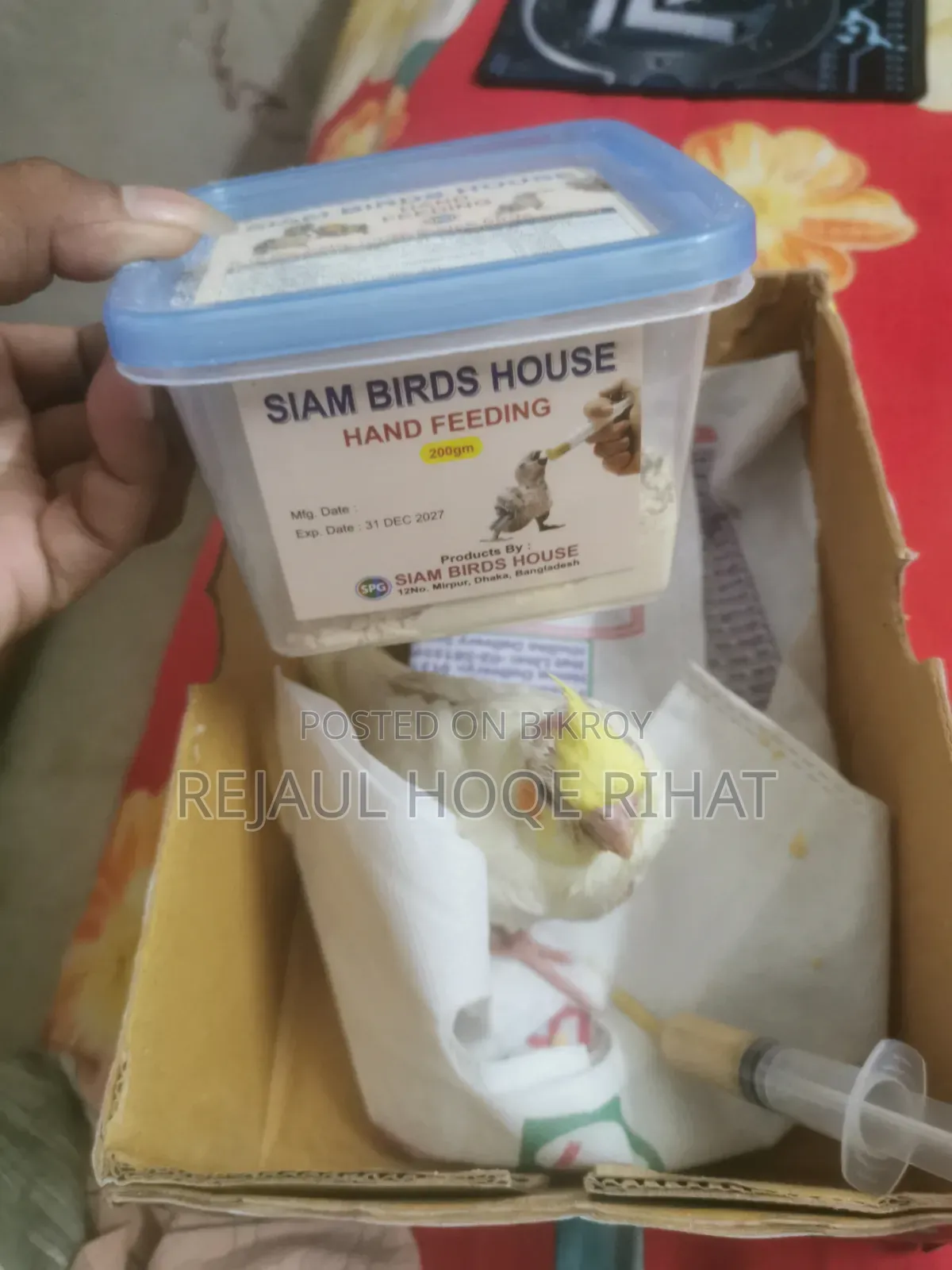 ককাটেল বেবি টেম সাইজ