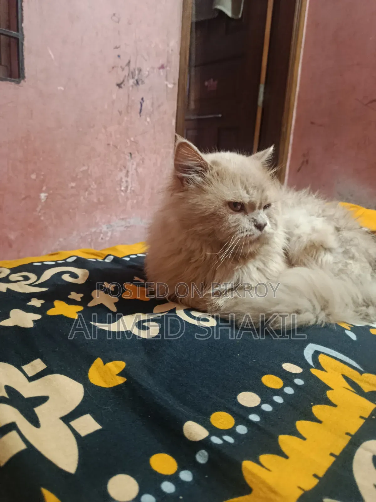 6-12 months Male Purebred Persian