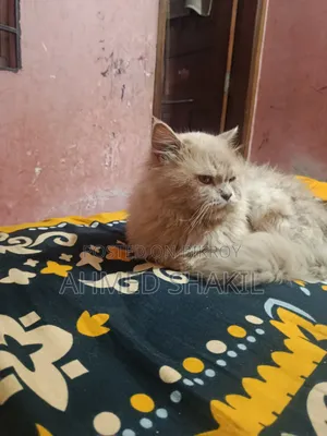 6-12 months Male Purebred Persian
