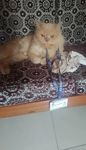 6-12 months Male Purebred Persian