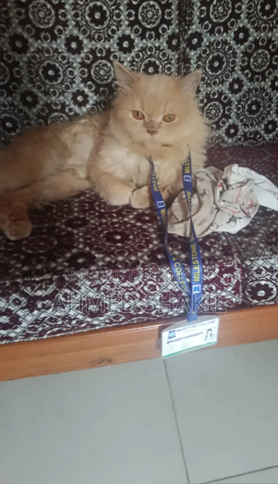 6-12 months Male Purebred Persian
