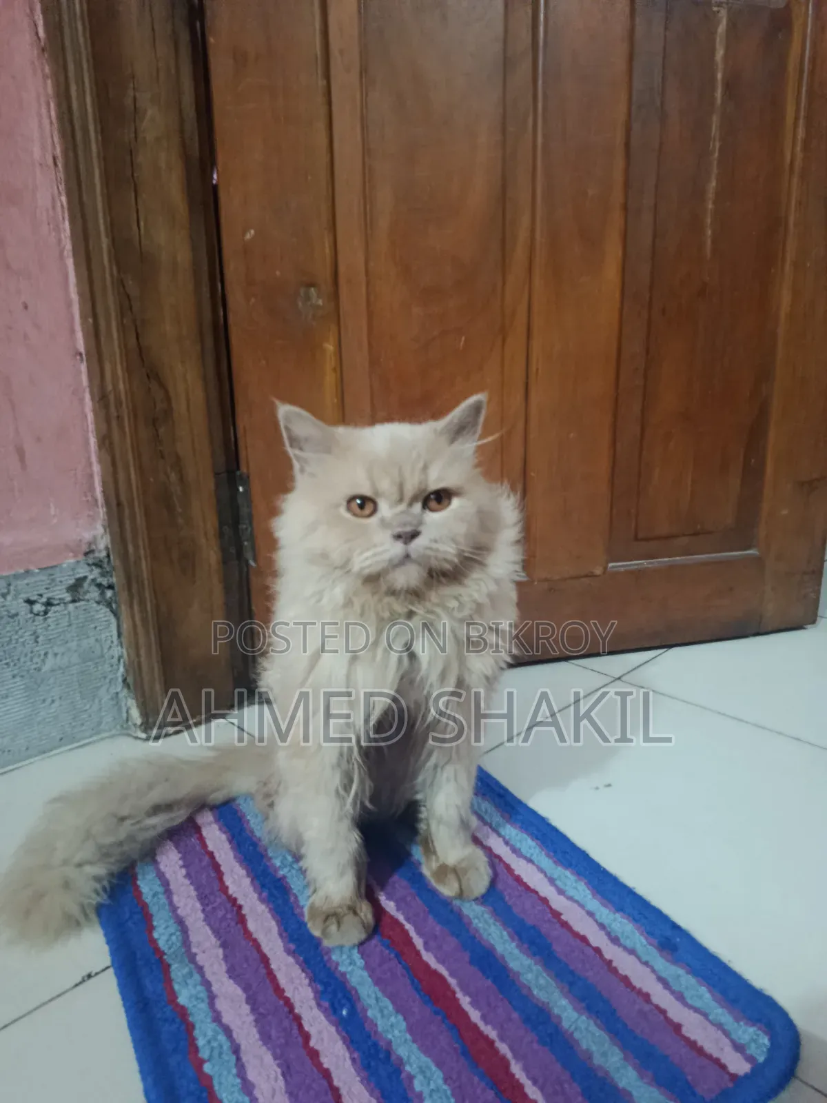 6-12 months Male Purebred Persian