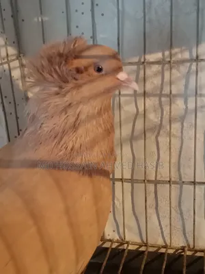 A healthy and beautiful Bombay pigeon