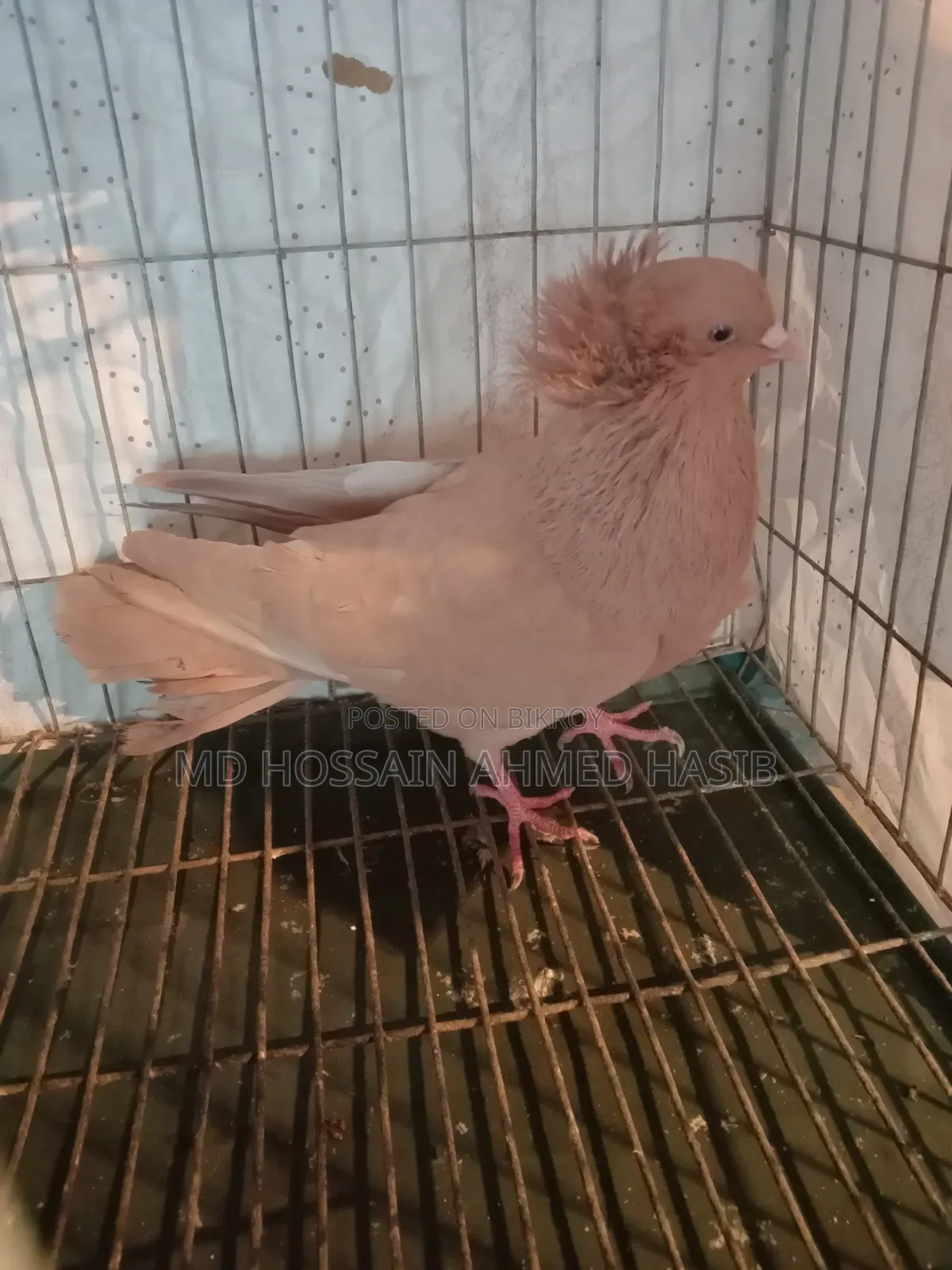 A Healthy and Beautiful Bombay Pigeon
