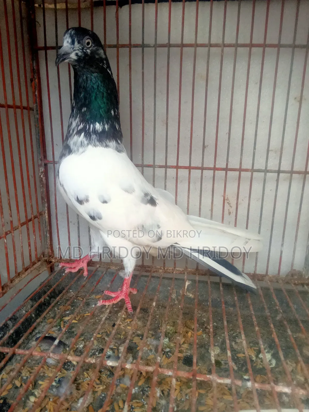 Good quality teddy pigeon