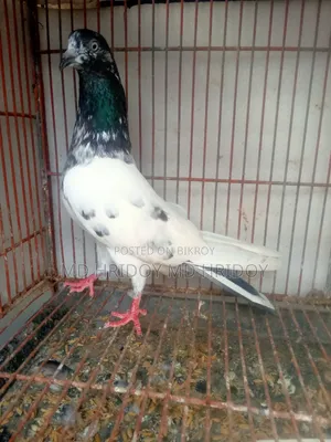 Good quality teddy pigeon