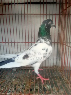 Good quality teddy pigeon