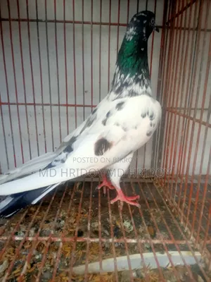 Good quality teddy pigeon