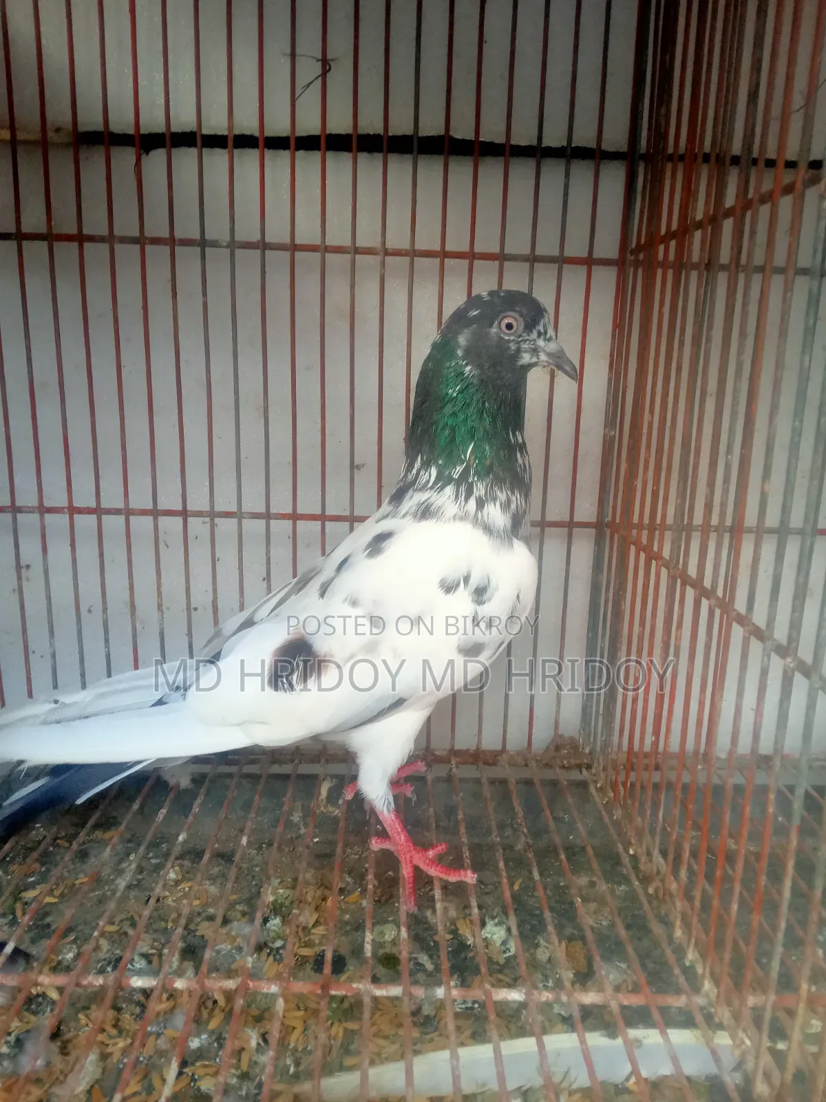 Good quality teddy pigeon