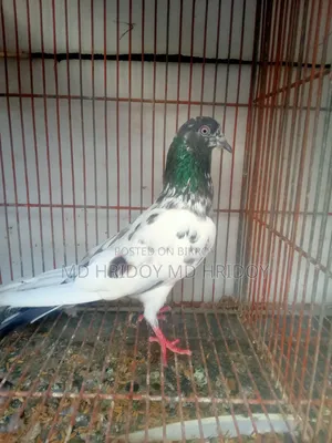 Good quality teddy pigeon