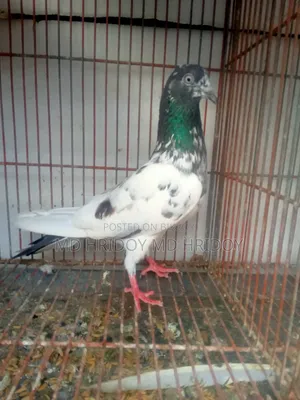 Good quality teddy pigeon