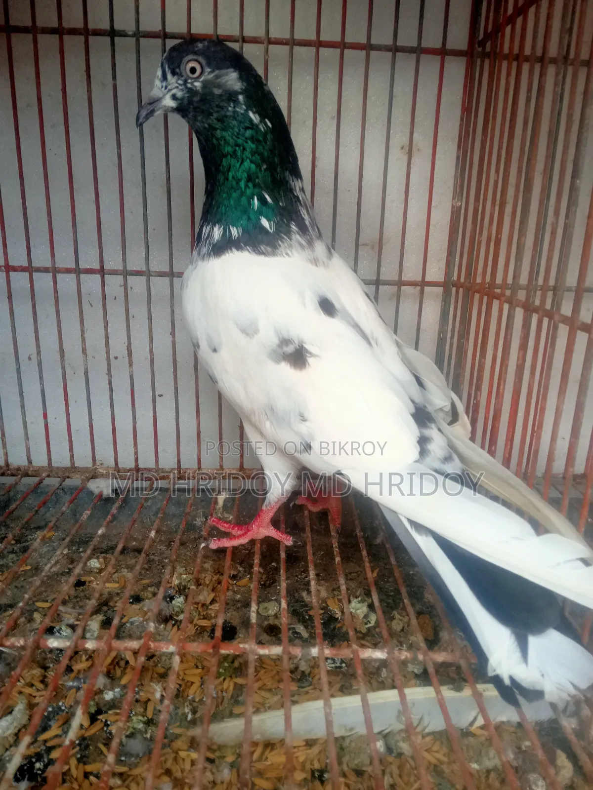 Good quality teddy pigeon