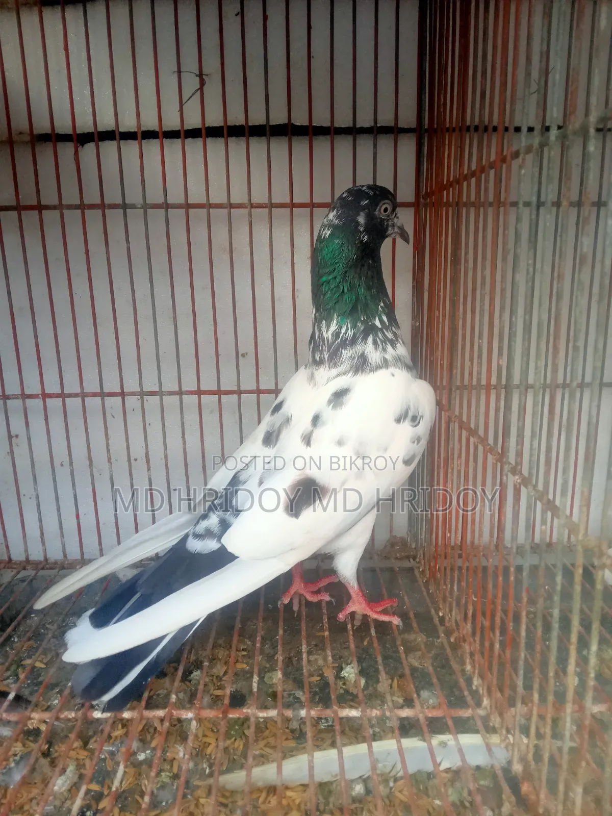 Good quality teddy pigeon