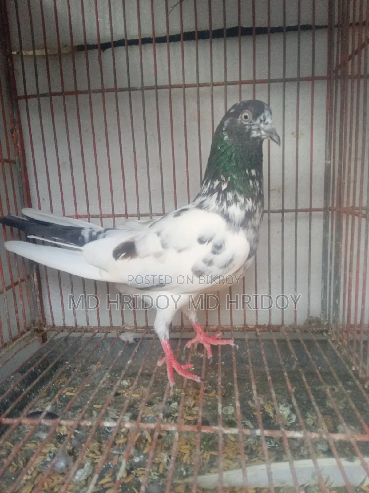 Good quality teddy pigeon
