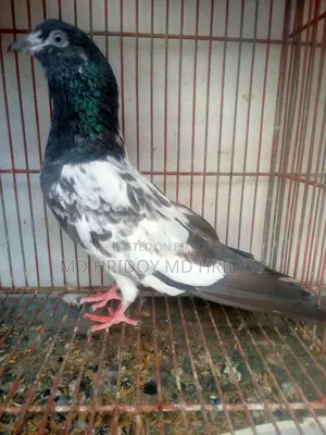 Firozpuri Female Pigeon