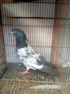 Firozpuri Female Pigeon